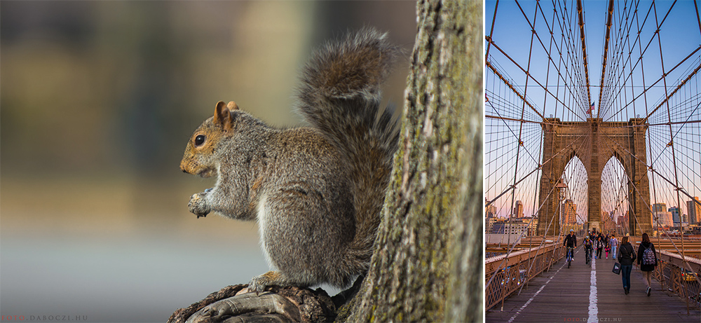 35_nyc_daboczi_gergely