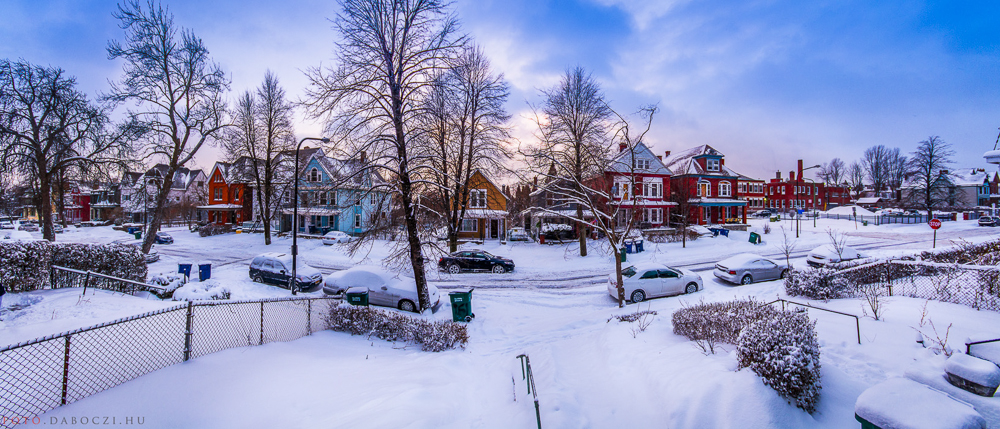 51_buffalo_winter_snow_daboczi_gergely